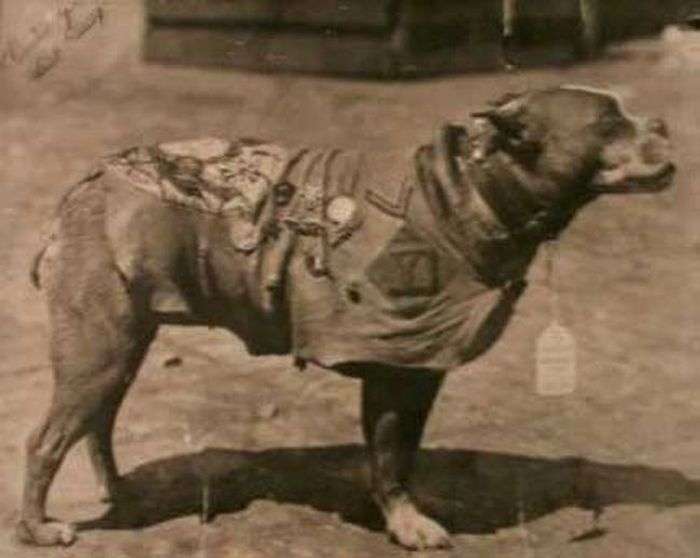 Унікальний бойовий пес по кличці Стабби (12 фото)