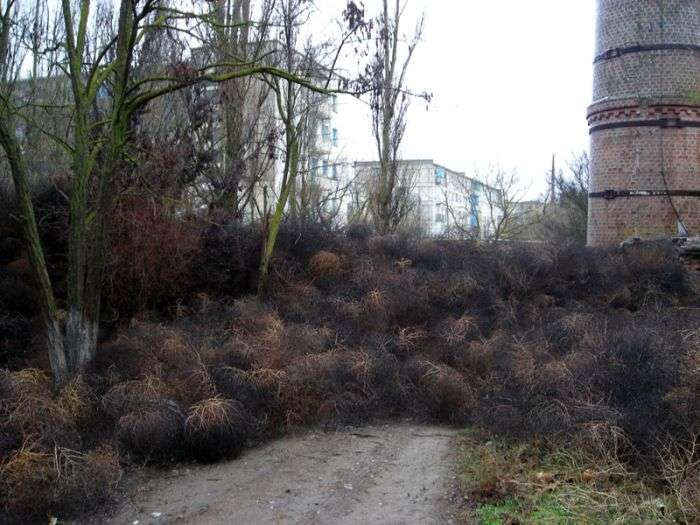 Перекоти-поле захопили кримське селище (8 фото)