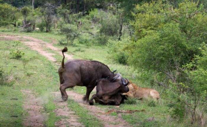 Взаємовиручка диких буйволів (12 фото)