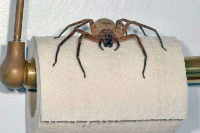 Безліч павуків з Австралії (29 фото)
