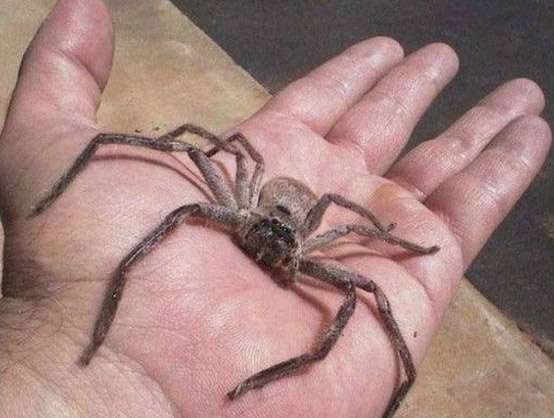Безліч павуків з Австралії (29 фото)