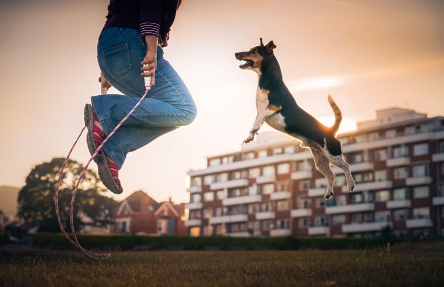 10 лучших фото собак, сделанных в 2019 году. Приготовьтесь, это слишком очаровательно Приколы,лучшее,люди,собаки,фото,фотографии