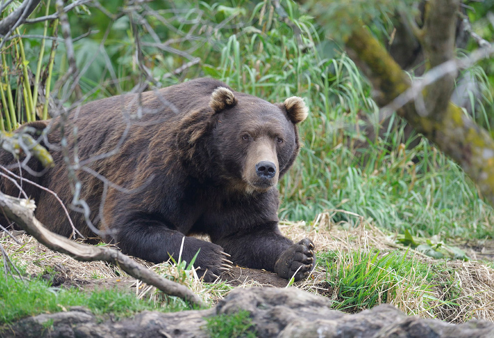 Медвежьи тропы животные,интересное,Камчатка,медведи,познавательно,природа