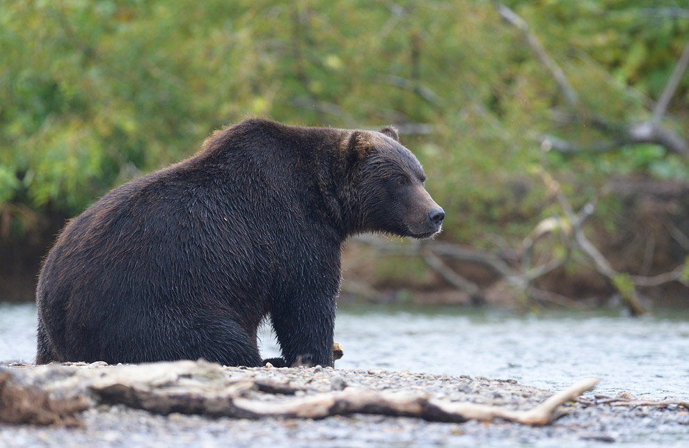Медвежьи тропы животные,интересное,Камчатка,медведи,познавательно,природа