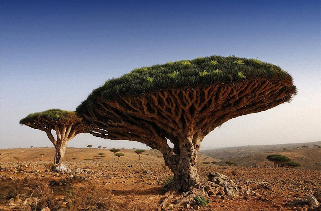 Самые красивые деревья в мире природа