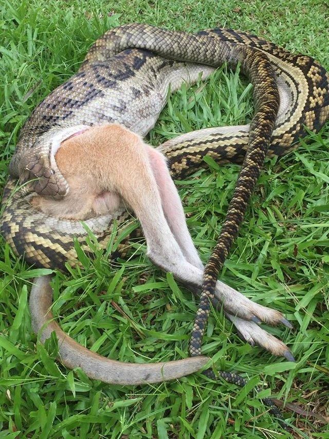 Кенгуру чертовски не повезло встретиться с крупнейшей змеей Австралии Мир Животных