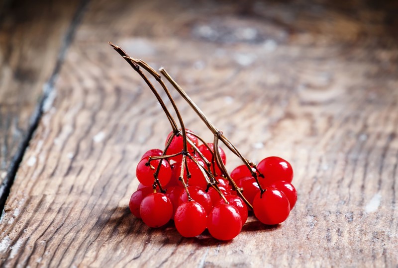 Чем полезны ягоды калины здоровье