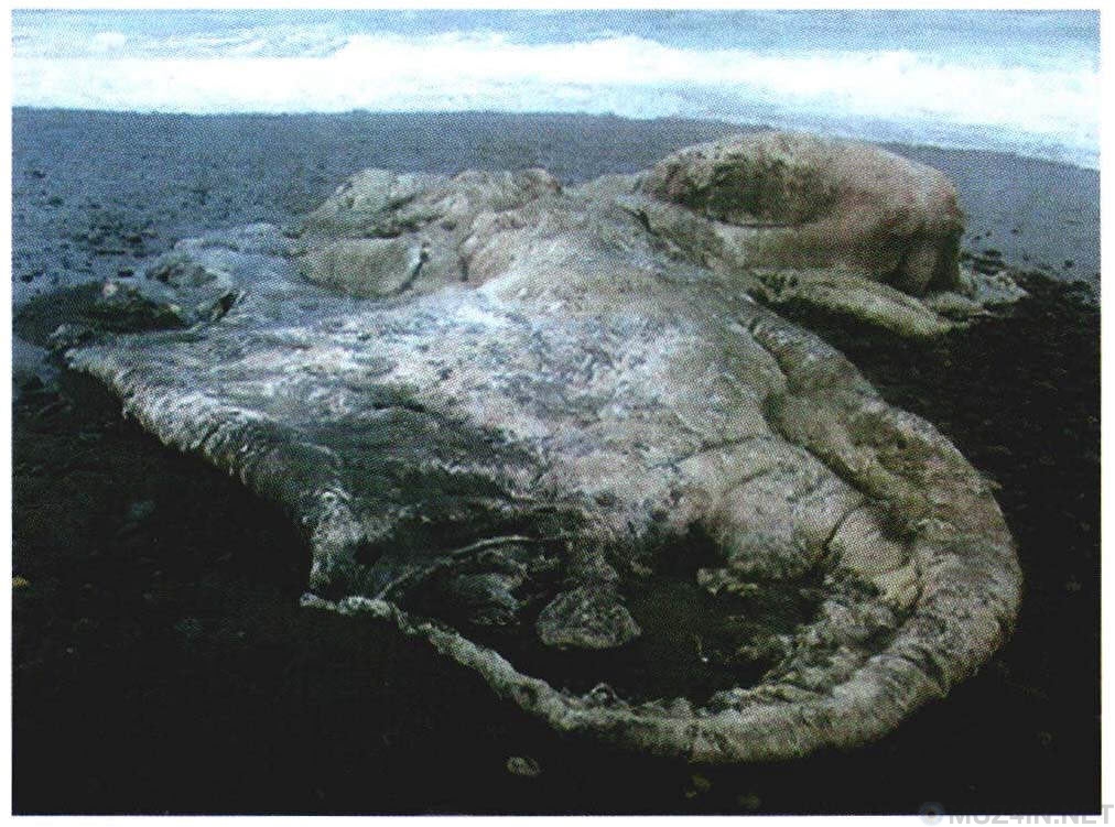Глобстеры: морские монстры, выбрасываемые на берег познавательное