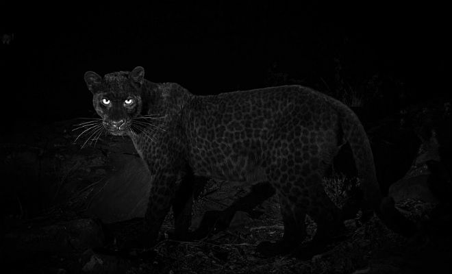 Черный леопард: редкий хищник впервые за 100 лет попал на камеру заповедник