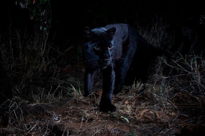 Очень редкого черного леопарда впервые за 100 лет сфотографировали в Африке природа
