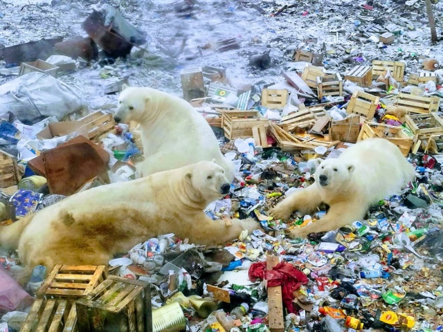 Эти фотографии шокировали Европу - нашествие медведей 