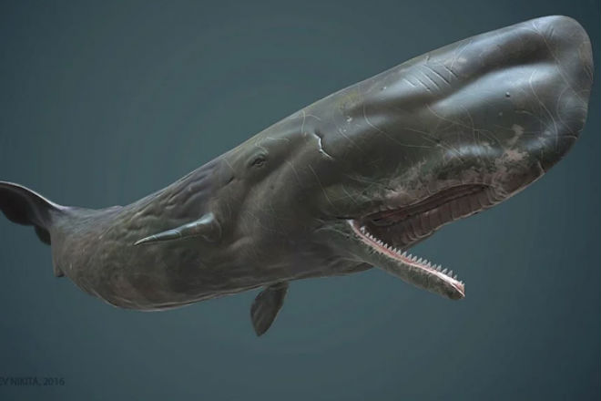 Кашалот: кит, который вышел на охоту акула