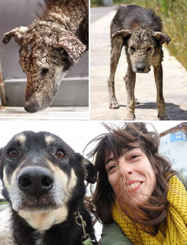 Вот как выглядят собаки после того, как наконец обрели любящих хозяев доброта